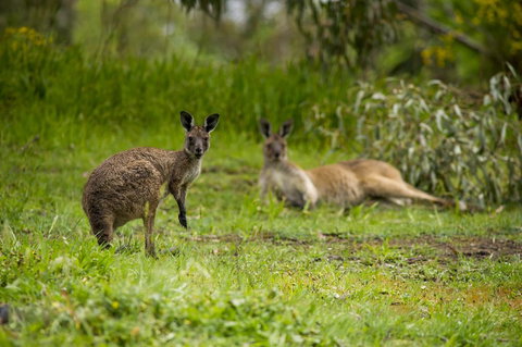 The Stirling Golf Club - Taree Accommodation 2