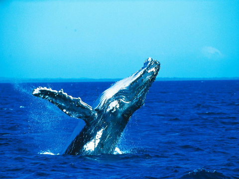 La Mer Sunshine Beachfront - Taree Accommodation 19