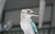 Amaroo On Mandalay, Magnetic Island - thumb 28