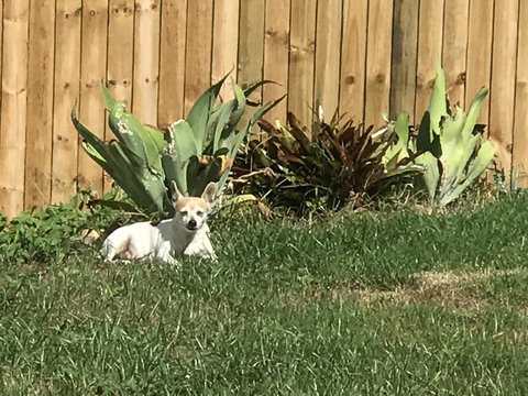 Whitsunday Luxury Homes - Taree Accommodation 42