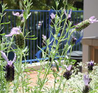 Surfers Beach Resort One - Taree Accommodation