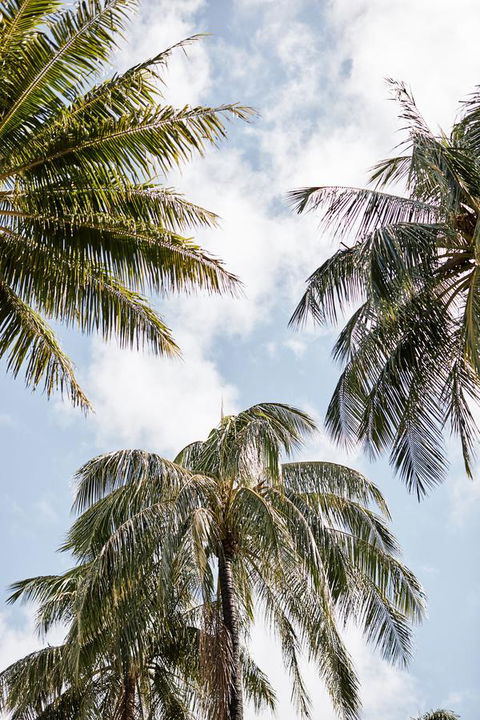 Novotel Cairns Oasis Resort - Taree Accommodation 9