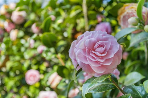 Wentworth Rose - Taree Accommodation 0