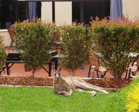 Alpha Hotel Canberra - Taree Accommodation 3