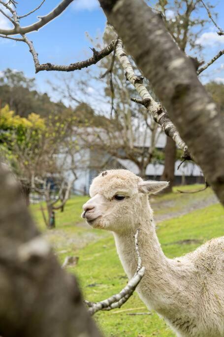Carawatha On The Range - Unique Farm Stay - Taree Accommodation 3