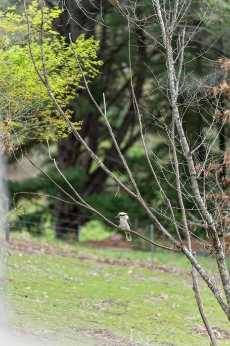 Carawatha On The Range - Unique Farm Stay - Taree Accommodation 4