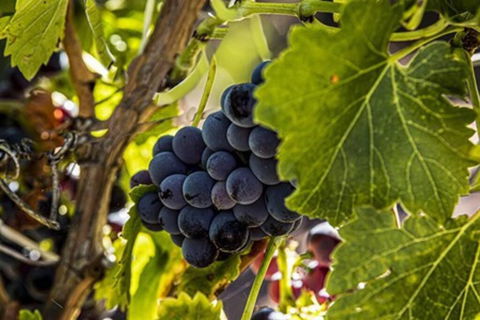 CASALE COTTAGE Barossa Valley - Taree Accommodation 4