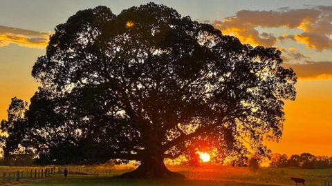 Fig Tree Farm Cottage - Riverfront Retreat On The Manning River - Taree Accommodation 4