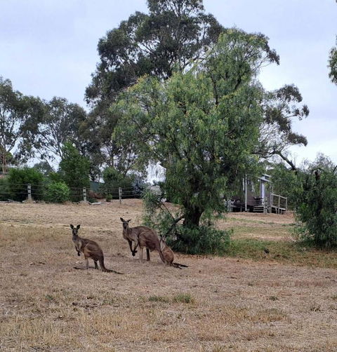 Gums N Roses By Tiny Away - Taree Accommodation 4