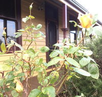 Albion Cottage - Taree Accommodation