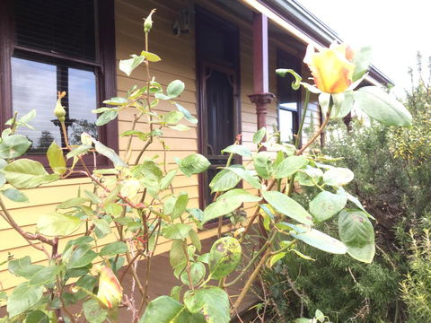 Albion Cottage - Taree Accommodation 0