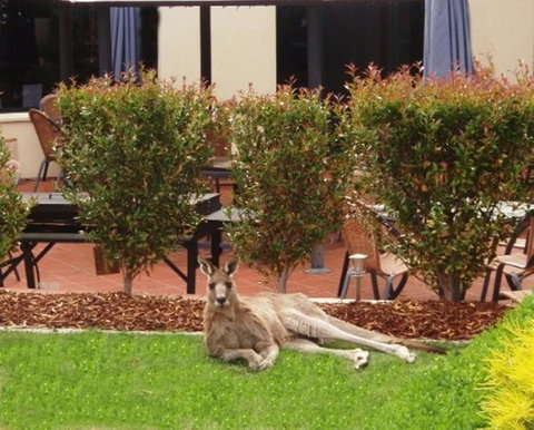 Alpha Hotel Canberra - Taree Accommodation 1