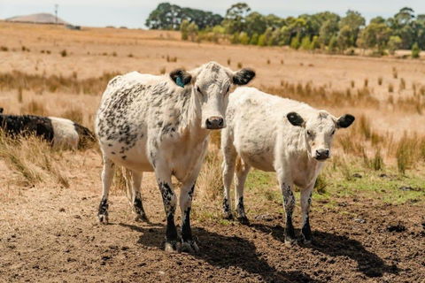 Maluridae Sunset Views By Tiny Away - Taree Accommodation 3