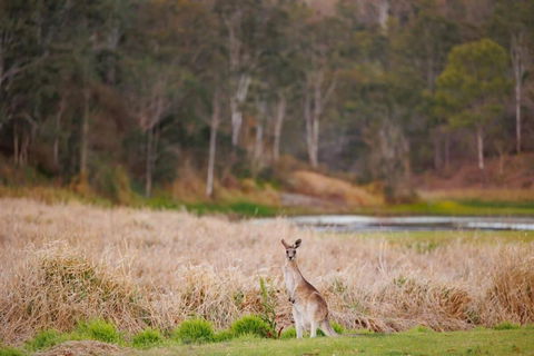 MN Happy Nest By Tiny Away - Taree Accommodation 2