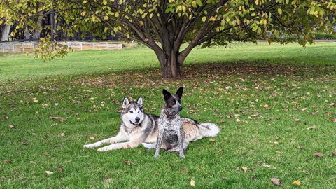 Mountain Culture Farm Stay - Pet Friendly - Taree Accommodation 2