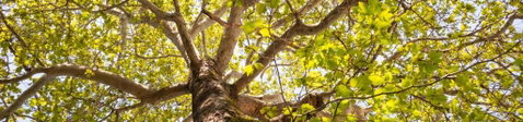 Poplar Tourist Park - Taree Accommodation 1