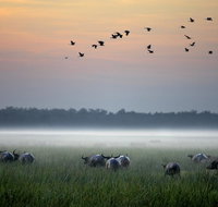 Bamurru Plains - Taree Accommodation