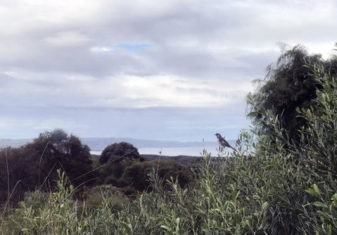Banksia @ Cosy Corner - Taree Accommodation 1