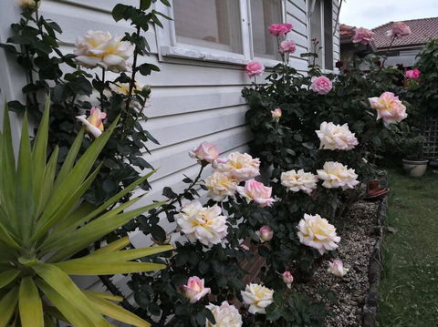 Roomy Rosegarden Flat In Roselands - Taree Accommodation 3