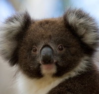 Bimbi Park - Camping Under Koalas - Taree Accommodation