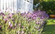 BIRCHES B&B - thumb 3