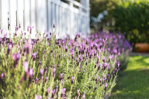 BIRCHES B&B - Taree Accommodation 3