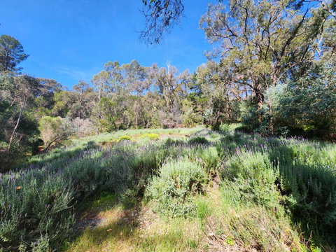 The Lavender Patch - Taree Accommodation 3