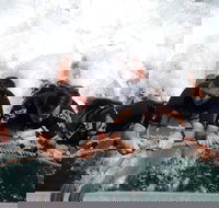 Cruise in Moreton Bay Marine Park and Moreton Island - Taree Accommodation