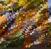 Full Day Tamar Valley Wine Tour - Taree Accommodation