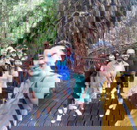 Cairns 4WD Waterfall and Rainforest Tour Including Kuranda Scenic Railway - Taree Accommodation