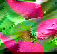 3-Day Best of Cairns Combo The Daintree Rainforest Great Barrier Reef and Kuranda - Taree Accommodation