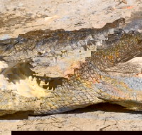 4-Day Cairns Ultimate Combo Daintree Rainforest Reef Kuranda  Paronella Park - Taree Accommodation