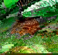 3-Day Small-Group Tour of North Queensland with Pick Up - Taree Accommodation