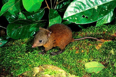 3-Day Small-Group Tour Of North Queensland With Pick Up - Taree Accommodation 0