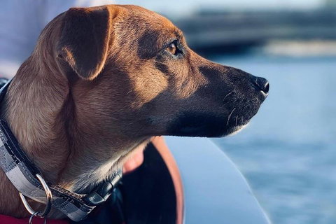 1.5-Hour Boat Rental In Melbourne - Taree Accommodation 0