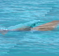 Snubfin Dolphin Eco Cruise from Broome - Taree Accommodation