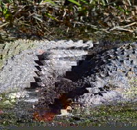 Full Day Tour in the Daintree - Taree Accommodation