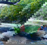 Afternoon Half-Day Daintree Rainforest and River Tour - Taree Accommodation