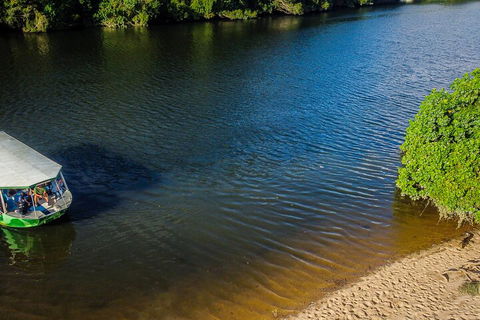 Afternoon Half-Day Daintree Rainforest And River Tour - Taree Accommodation 3