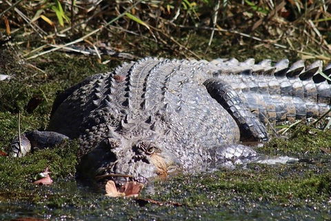 Afternoon Half-Day Daintree Rainforest And River Tour - Taree Accommodation 5