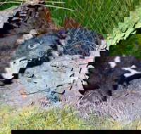 Private Blue Mountains Tour with Kangaroo and Koala Experience - Taree Accommodation