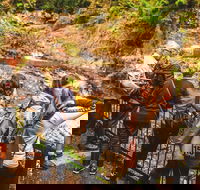 Full-day Springbrook National Park Tour from the Gold Coast - Taree Accommodation