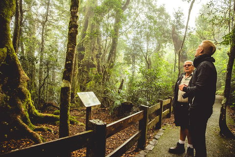Full-day Springbrook National Park Tour From The Gold Coast - Taree Accommodation 1