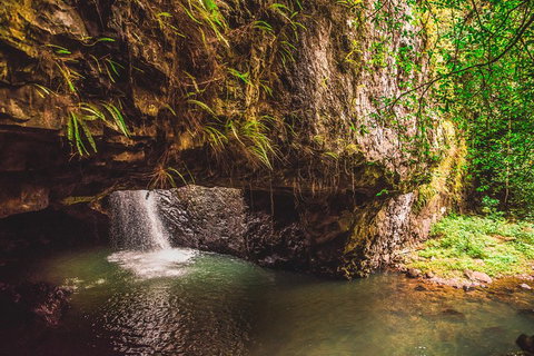 Full-day Springbrook National Park Tour From The Gold Coast - Taree Accommodation 4