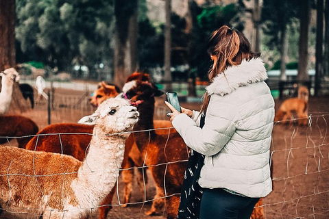 O'Reilly's & Lamington National Park Incl. Alpaca Farm + Vineyard - Taree Accommodation 5