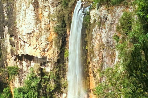 Rainforest & Waterfalls Extravaganza - Taree Accommodation 3