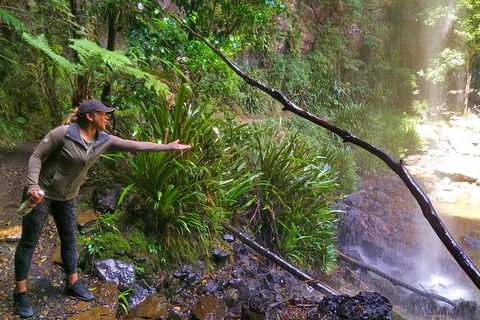 Rainforest & Waterfalls Extravaganza - Taree Accommodation 4
