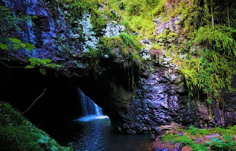 Rainforest & Waterfalls Extravaganza - Taree Accommodation 5