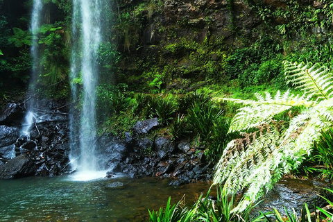 Private Tour - Rainforest & Waterfalls Extravaganza - Taree Accommodation 1