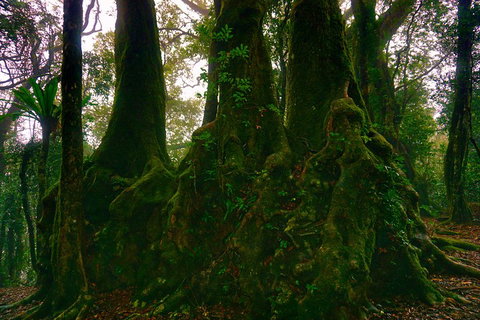 Private Tour - Rainforest & Waterfalls Extravaganza - Taree Accommodation 5